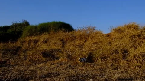 Jack Russel Terrier slow motion Stock Footage 251447002