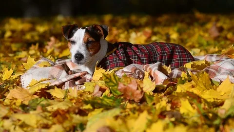Jack russel terrier wearing pullover Stock Footage 97744689
