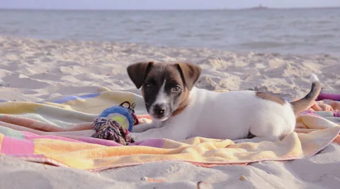 Jack russel on vacation Stock-Footage 32143604