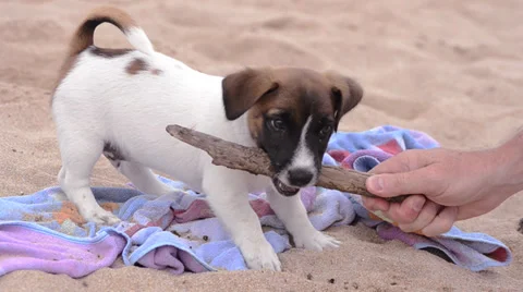 Jack russel on vacation Stock Footage 32145191