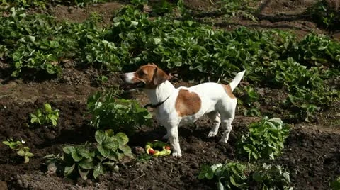 Jack russell and flowers Stock Footage 12735802