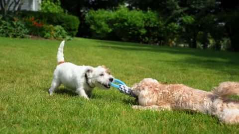 Jack Russell and Goldendoodle Playing Outdoors together on sunny day. Two Happy Stock Footage 314685249