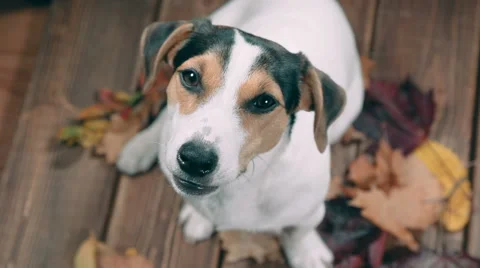 Jack Russell barking and looking at the camera Stock Footage 55566489