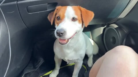 Jack Russell is being driven in a car. He smells the air and looks into the came Видео 340647022