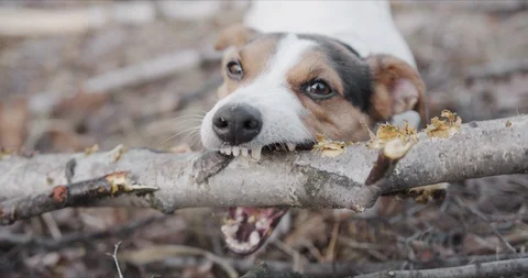 Jack Russell bites the branches of a fallen tree 스톡 동영상 123409212