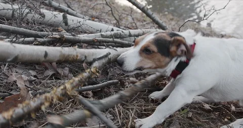 Jack Russell bites the branches of a fallen tree Stock Footage 123410937