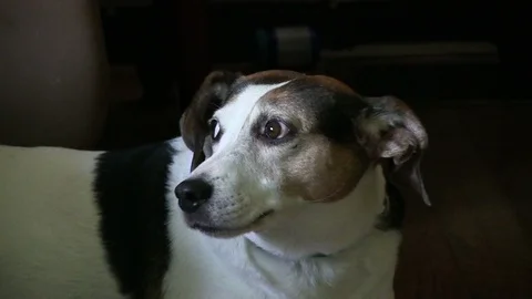 Jack Russell canine Stock Footage 94291813