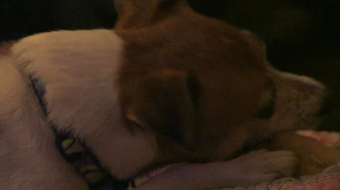 Jack Russell Chewing on Bone Video stock 309798