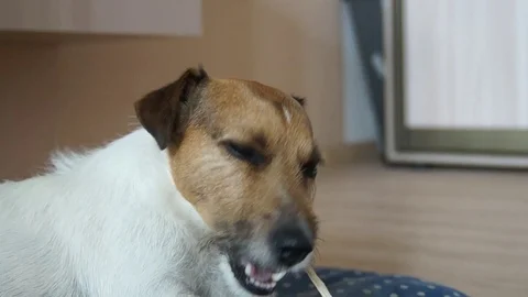 Jack Russell chews the rope Stock Footage 77531233