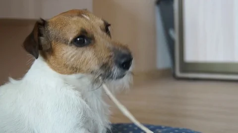 Jack Russell chews the rope Stock Footage 77953940