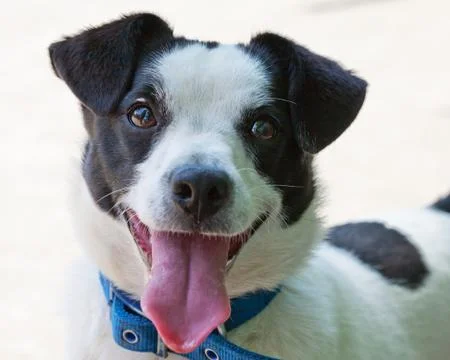 Jack russell cross Stock Photos