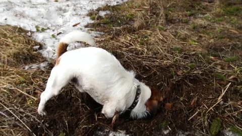 Jack Russell is digging a hole Stock Footage 77531232
