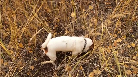Jack Russell is digging a hole Stock Footage 81121106