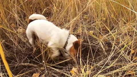 Jack Russell is digging a hole Stock Footage 81123407