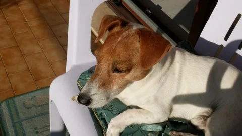 A Jack Russell dog basking in the warm sunshine Stock Footage 253026465
