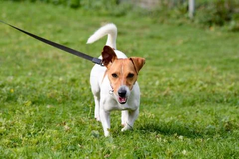 Jack Russell dog being walked on lead Stock Photos