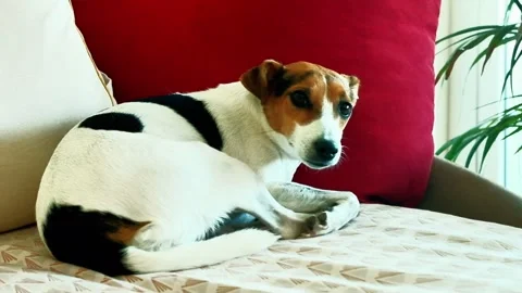 A Jack Russell dog crouched on a sofa framed in a camera movement  Video stock 345555252