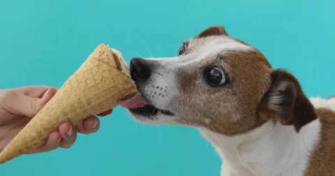 Jack russell dog eating ice cream on a cone waffle Stock Footage