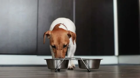 Jack Russell dog eats from a bowl at home Video stock 62808414
