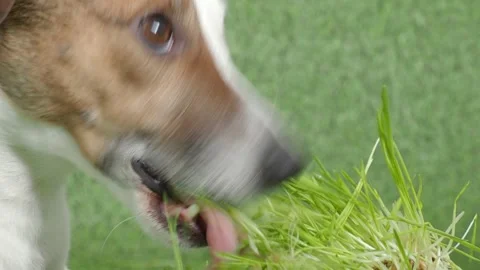 Jack Russell dog eats grass, vitamins Stock Footage 150091080