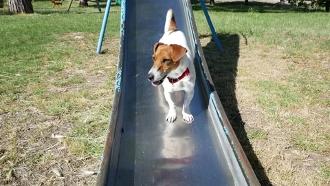 A Jack Russell dog is having fun on the playground Stock Footage 139735166
