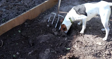 Jack Russell Dog helping to dig vegetable plot Stock Footage 126998341