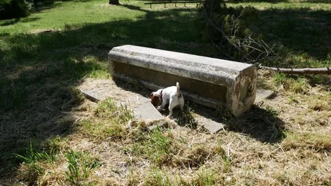 A Jack Russell dog intent on tracking down lizards Stock-Footage 140008647