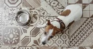 Jack Russell Dog Lies Near Empty Bowl Top View Stock Footage
