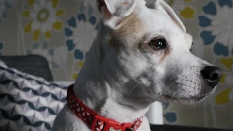 Jack Russell dog looking off camera 動画素材 98361159