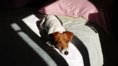 A Jack Russell dog lying down sunbathing suddenly hears a noise and gets up. Stock-Footage 144452082