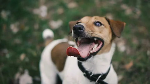 Jack Russell dog muzzle looks in different directions Vídeos de archivo 106421863
