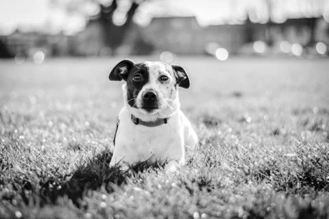 Jack Russell Dog Stock Photos