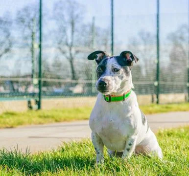 Jack Russell Dog Stock Photos