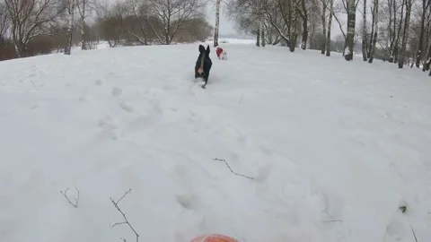 Jack russell dog playing with another dog,winter season Stock Footage 196136389