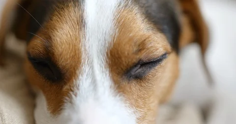 Jack russell dog sleeping Stock Footage 87551389