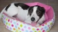 Jack Russell Dog Smiling and Fawning on The Tail HD Footage