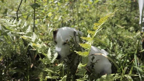 Jack Russell dog walking in the woods and eating blueberries. Stock Footage 275571353