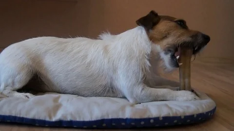 Jack Russell eats bone, The dog eats a bone Stock Footage 79787689