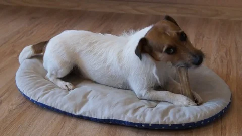 Jack Russell eats bone, The dog eats a bone Stock Footage 79787714