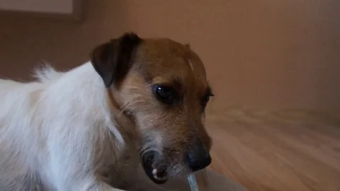Jack Russell eats bone, The dog eats a bone Stock Footage 79884741