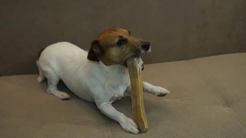 Jack Russell eats bone, The dog eats a bone Stock Footage 80947367