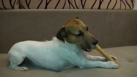 Jack Russell eats bone, The dog eats a bone Stock Footage 80947391