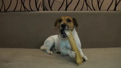 Jack Russell eats bone, The dog eats a bone Stock Footage 80980908