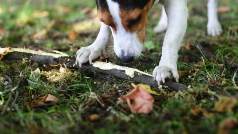 Jack russell fight with stick Stockbeeldmateriaal 93317830