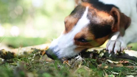 Jack russell fight with stick Stock-Footage 93318447