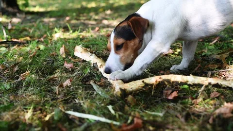 Jack russell fight with stick 스톡 동영상 93319012