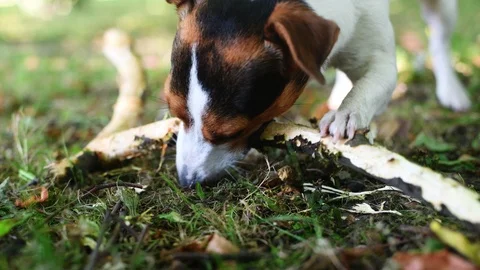 Jack russell fight with stick Vídeo Stock 93319548