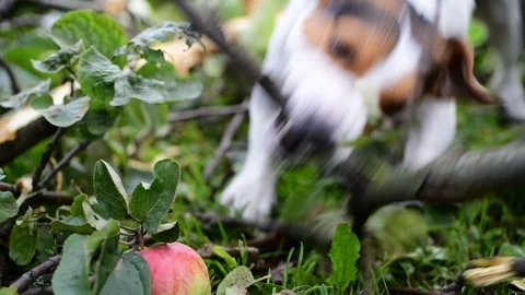 Jack russell fight with stick Stock-Footage 94762328
