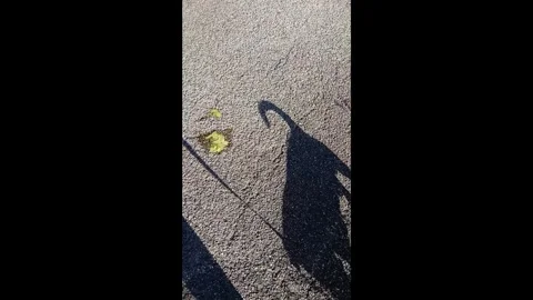 A Jack Russell found the grass he was looking for, ate it, and then vomited. Video stock 322799693