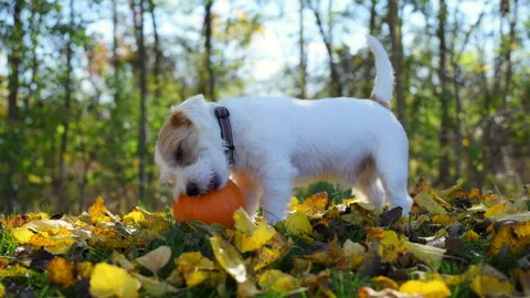 Jack Russell happily interacting with a pumpkin in a seasonal landscape. Stock-Footage 304366541